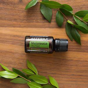 doTERRA Tea Tree (Melaleuca)